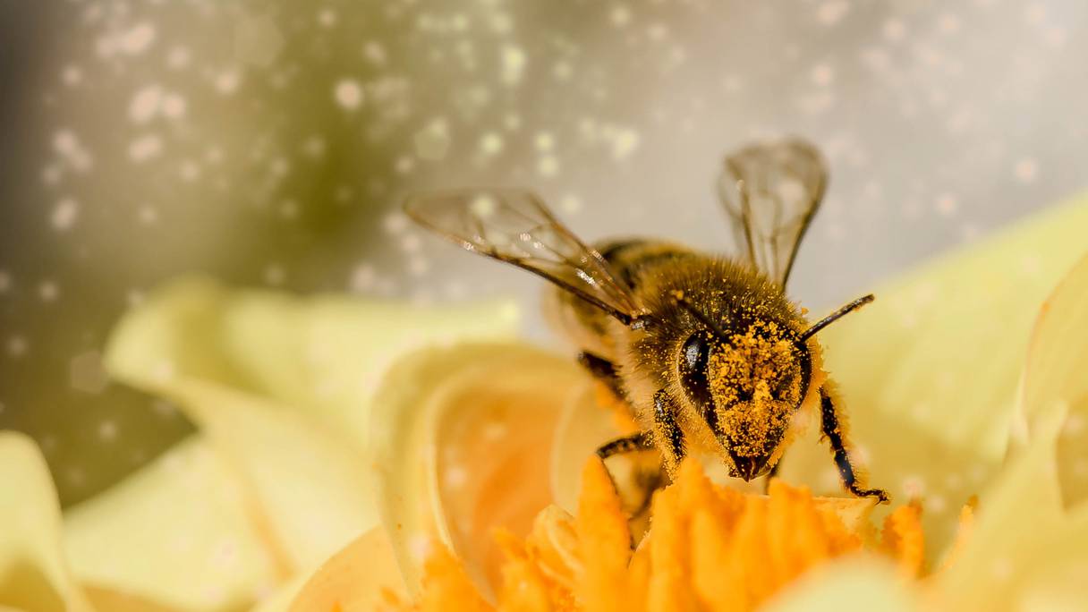 Une abeille butine une fleur.
