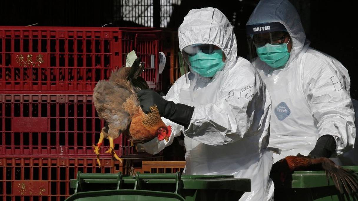 La grippe aviaire attaque plusieurs femres aux Phillipines. 
