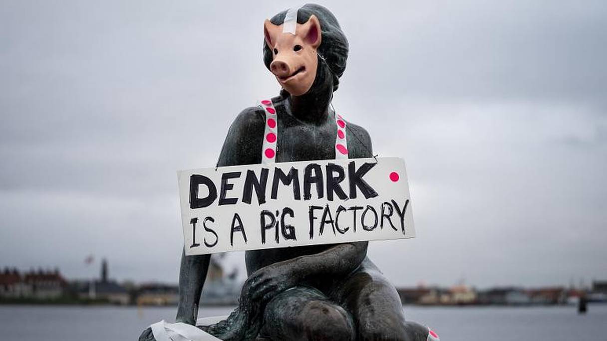 La célèbre statue de la Petite Sirène, à Copenhague, affublée d'un masque de porc pendant une manifestation de Veganerpartiet.
