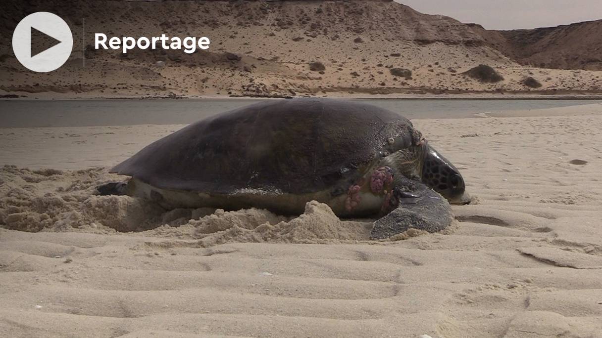 Des tortues de mer géantes ont rejoint la baie de Dakhla.
