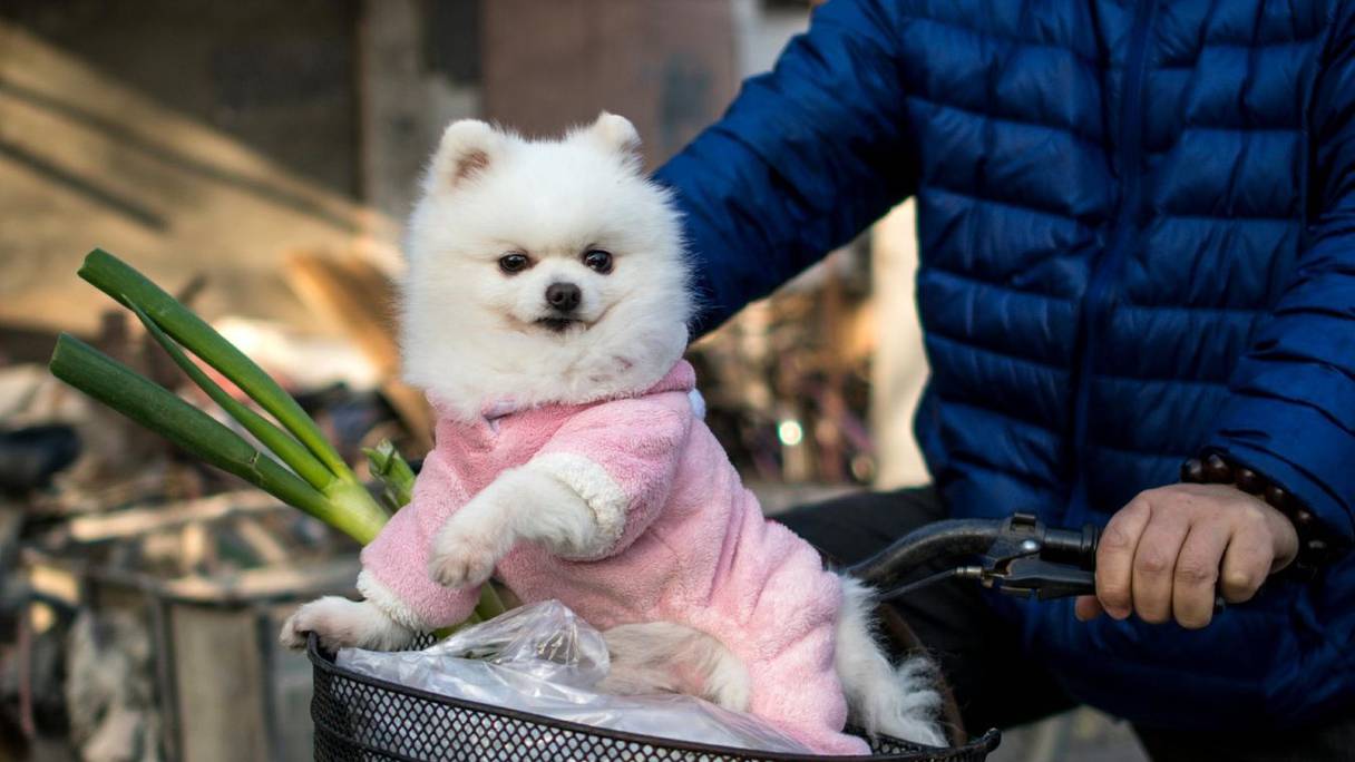 La possession d'animaux domestiques est aujourd'hui un signe extérieur de richesse en Chine. 
