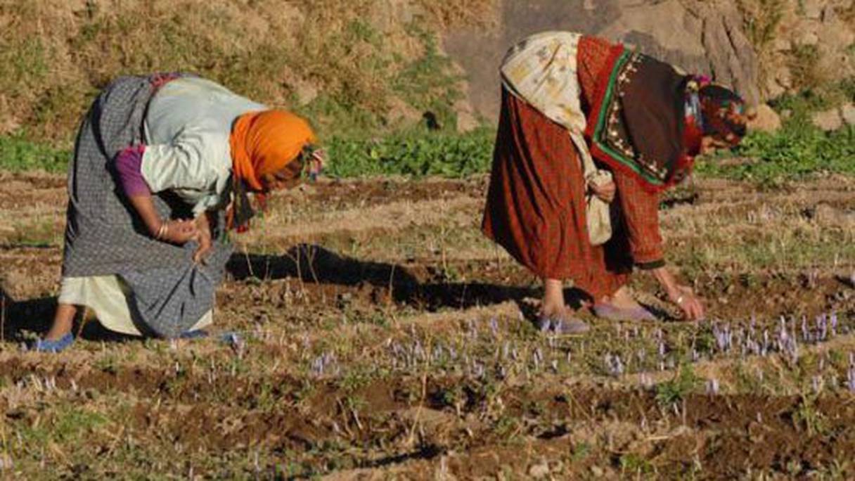 Femmes ramassant des étamines de crocus dont est tiré le safran. 
