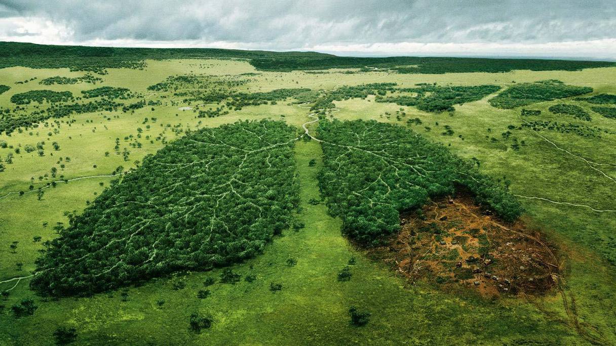 Selon une série d'études publiées à l'été 2019, la hausse des températures et la sécheresse ne permettent plus aux forêts tropicales de jouer leur rôle de régulateur de l'atmosphère. 
