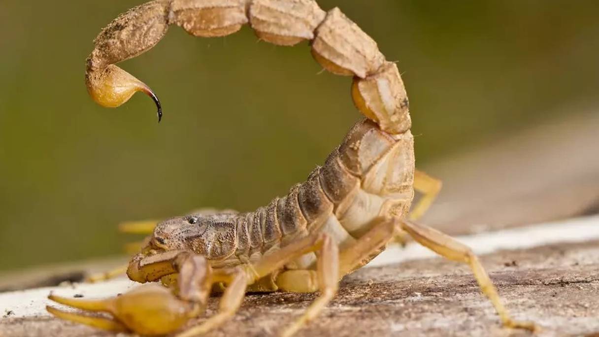Un spécimen de scorpion.
