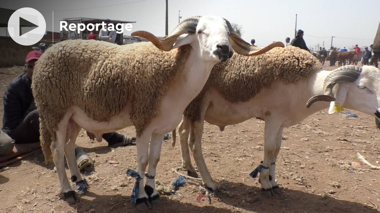 Au célèbre Souk Sbit, dans la banlieue de Casablanca, les moutons sont là, mais pas les acheteurs.
