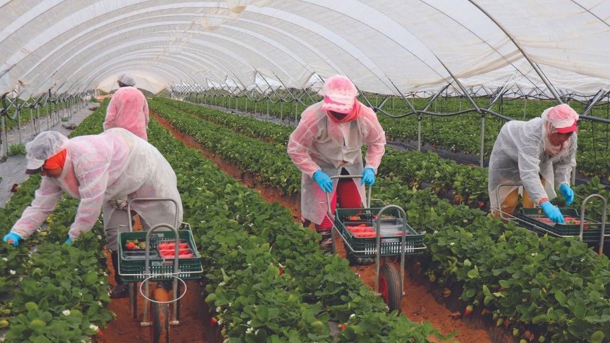 Des saisonnières marocaines récoltent des fraises sous une serre, dans un champ de Huelva, en Andalousie, en 2020.
