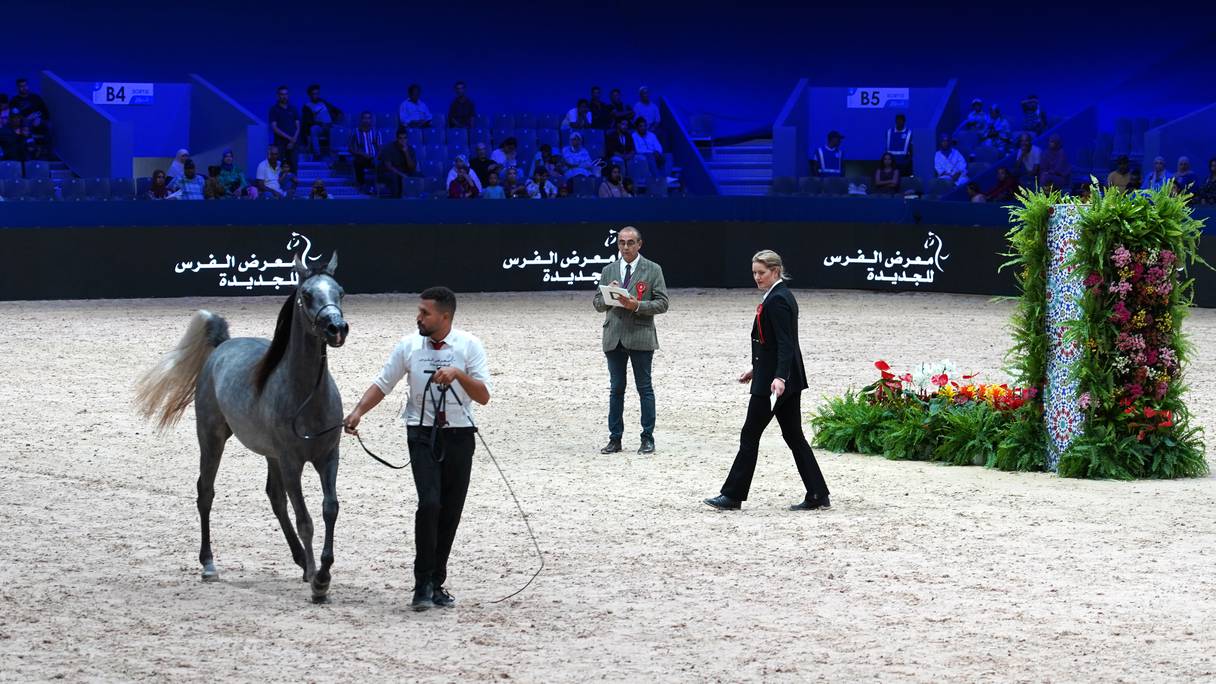 الخيول العربية تتألق في معرض الفرس بالجديدة