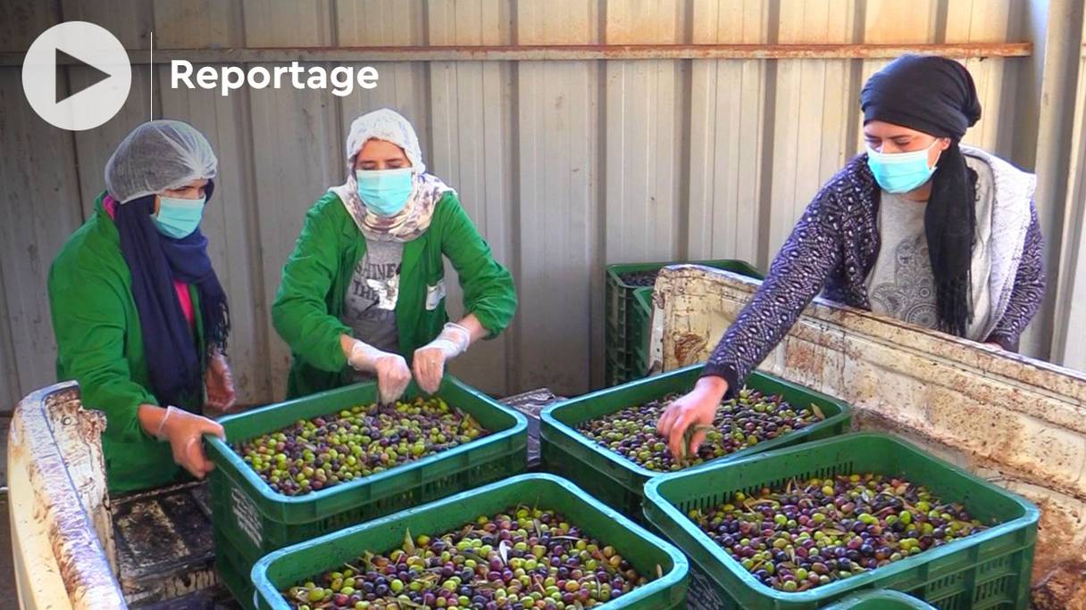 Fondée voici dix ans, la coopérative Al-Huda a pu bénéficier il y a huit ans, grâce à une ONG américaine, d'équipements d'extraction d’huile modernes. Les femmes qui y travaillent produisent plus de 1000 tonnes d'huile d'olive chaque année. 
