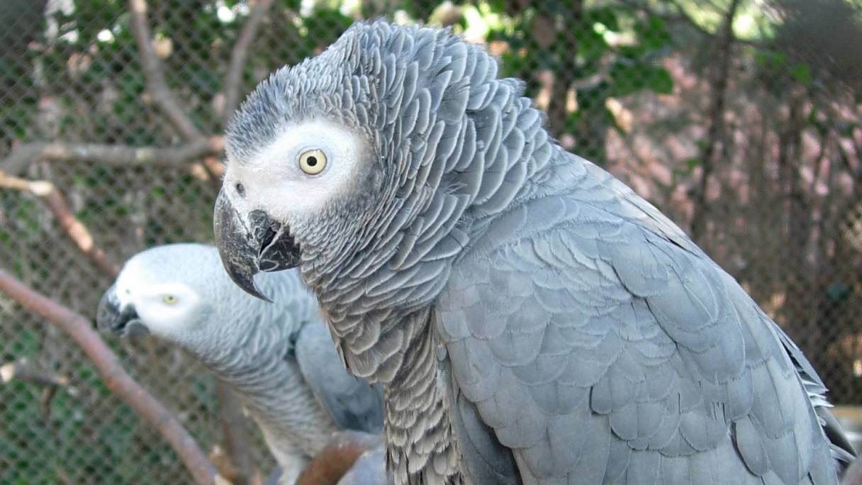 Le Gris du Gabon, appelé aussi perroquet jaco (Psittacus erithacus).
