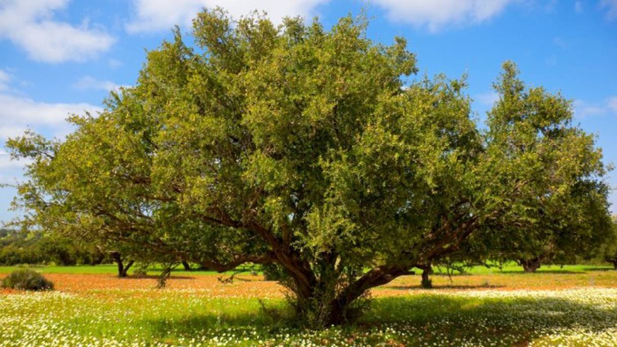 Cet arbre, endémique au Maroc, sera célébré tous les 10 mai, à travers la Journée internationale de l'arganier.
