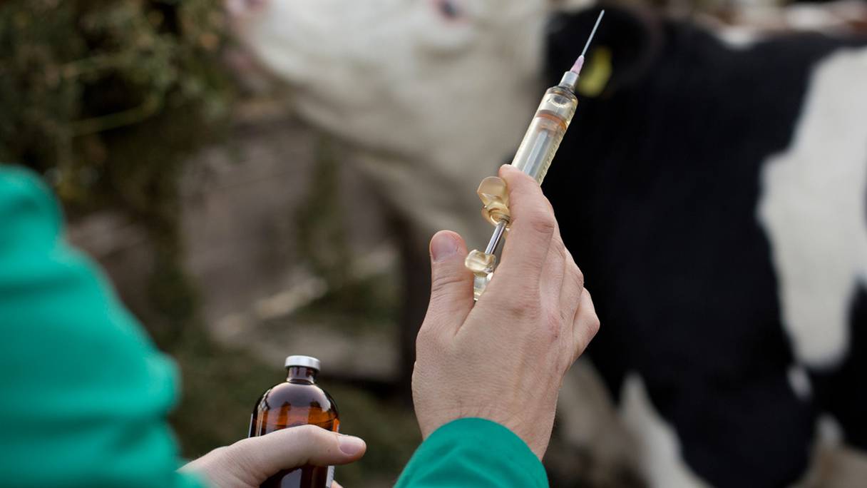 Vaccination d'une vache. 
