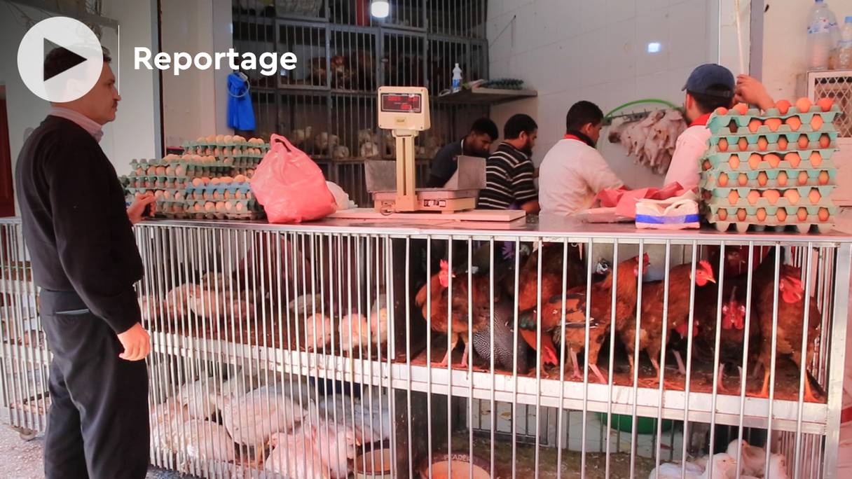 Le secteur avicole n'a pas été épargné par la flambée des prix des matières premières agricoles et la hausse du coût du transport.

