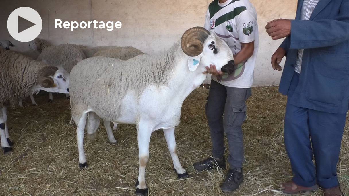 Au marché de Mediouna, dans la périphérie de Casablanca, le mouton le plus cher est un sardi, qui se vend à 7.000 dh pour l'Aïd al-Adha 1443.
