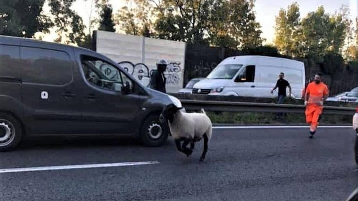 Le mouton s'est échappé sur l'autoroute A3, à la hauteur de Montreuil (près de Paris), vendredi 31 juillet 2020, jour de Aïd Al-Adha. 
