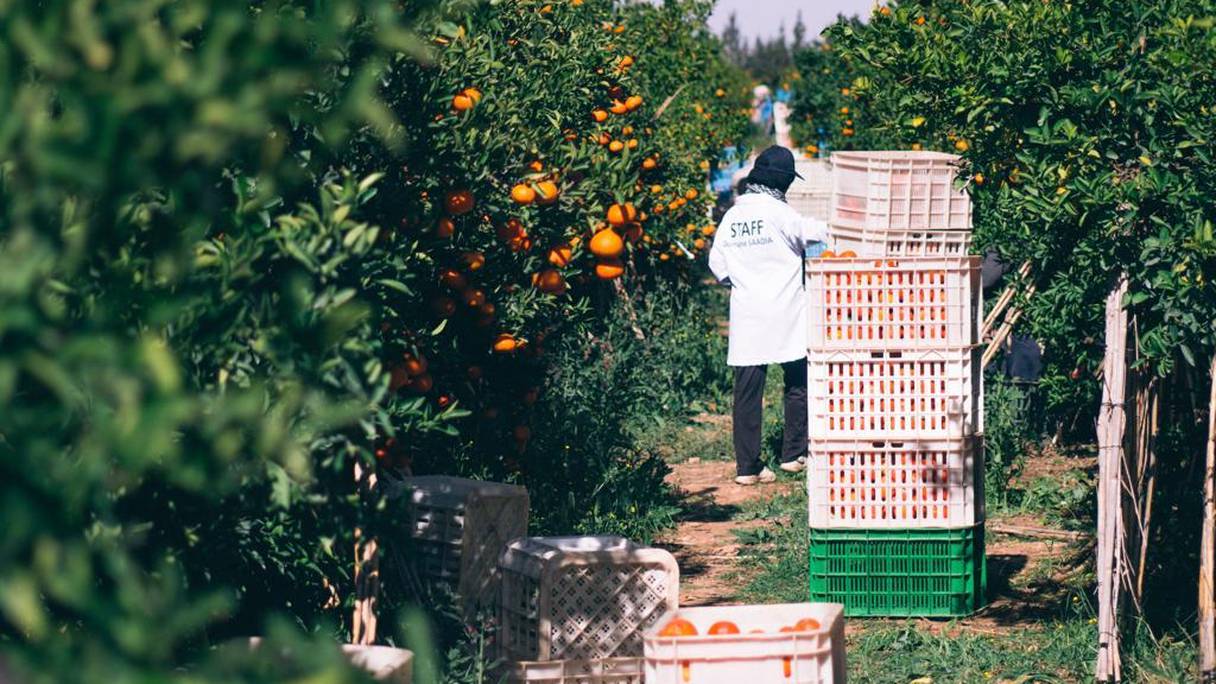 Atlas Fruits Company a annoncé, vendredi 10 juin 2022, l’ouverture de son capital au fonds d’investissement Land Degradation Neutrality (LDN) géré par Mirova.
