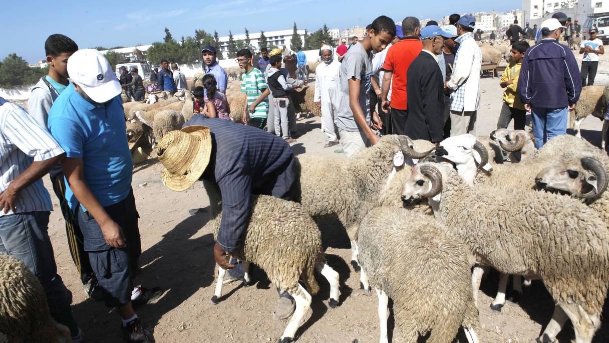 Les marocains ont choisi leur mouton pour la fête. Un choix important. Le mouton devra faire la fierté de la famille.  
