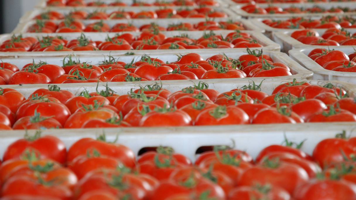 Tomates cerises: une enseigne marocaine dans le Top 10 des marques les ...