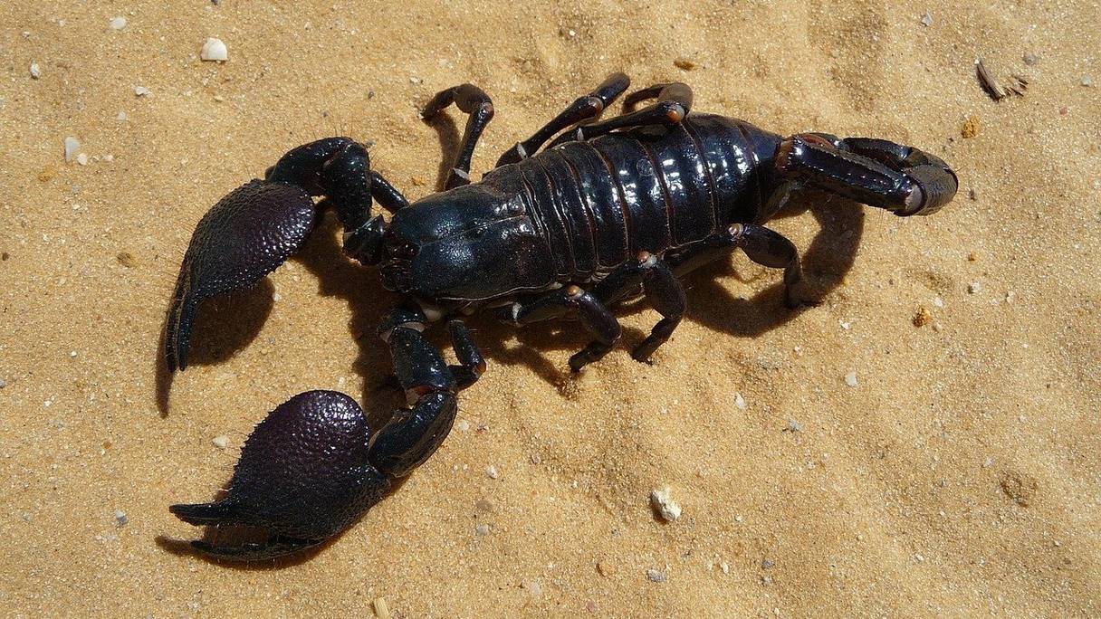Un scorpion du désert.

