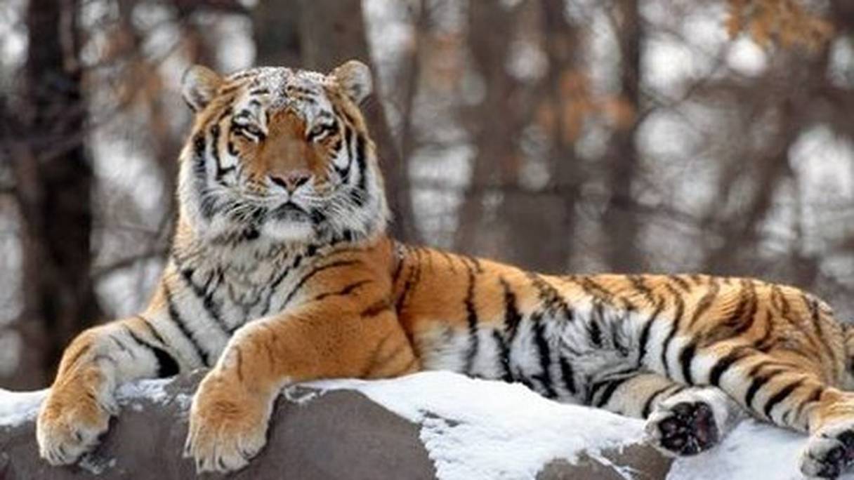 Le tigre de Sibérie ou tigre de l'Amour (Panthera tigris altaica). 
