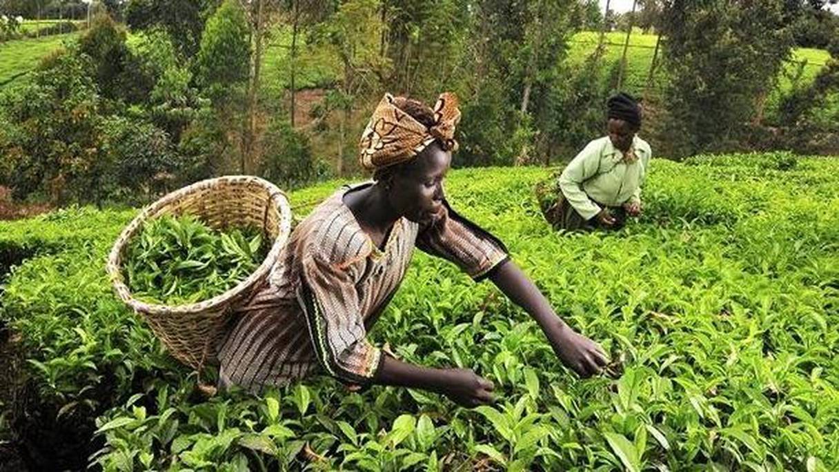 Au Kenya, les petits agriculteurs étaient exploités par des intermédiaires ayant détourné le programme d'engrais subventionné par le gouvernement.
