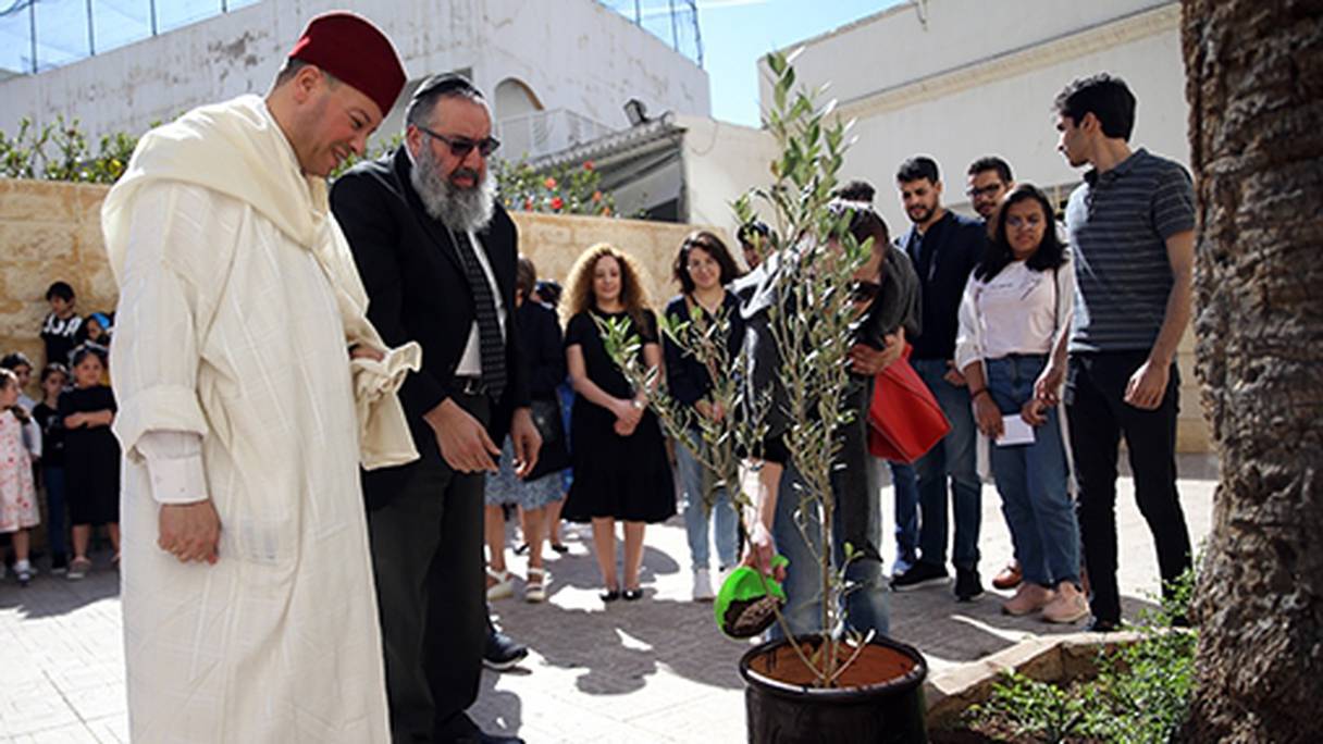 Des jeunes musulmans plantent "un olivier de la fraternité" dans une synagogue à Casablanca, vendredi 17 mai 2019.
