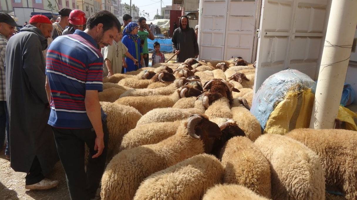 Un marché aux moutons. 

