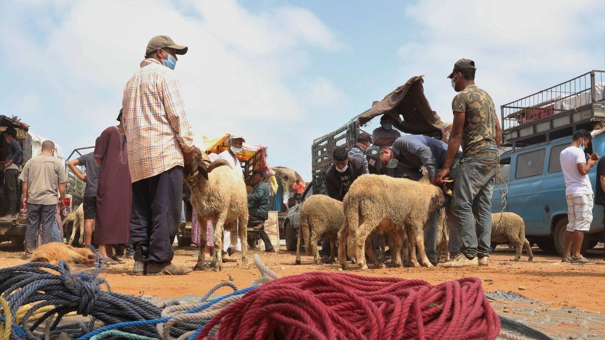 Souk pilote de vente de bétail pour l'abattage, à Hay Nahda, à Rabat, le 28 juillet 2020. 
