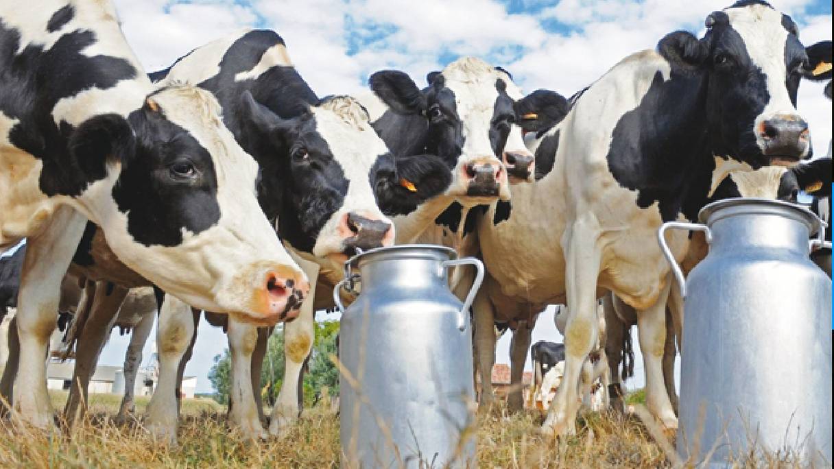 En raison de la sécheresse et de l’envolée du prix des aliments pour bétail, la production de lait a connu une baisse drastique, selon des éleveurs, interrogés par Le360, à Sidi Bennour.
