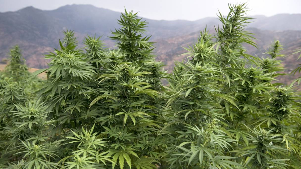 Le 2 septembre 2019, des plants de cannabis sont photographiés dans un champ près de la ville de Ketama, dans la région du Rif au nord du Maroc.
