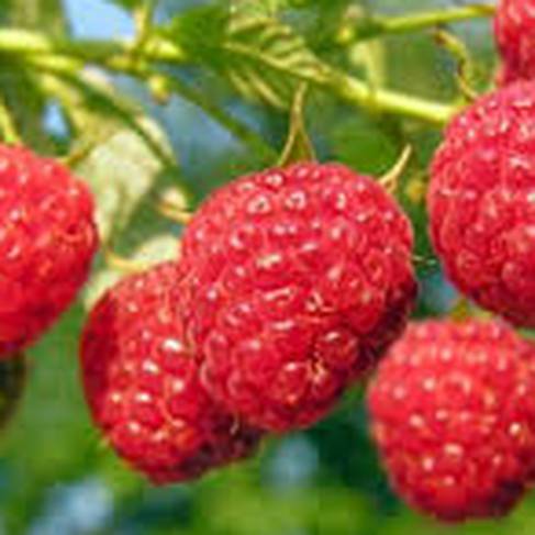 Fruits rouges - framboises