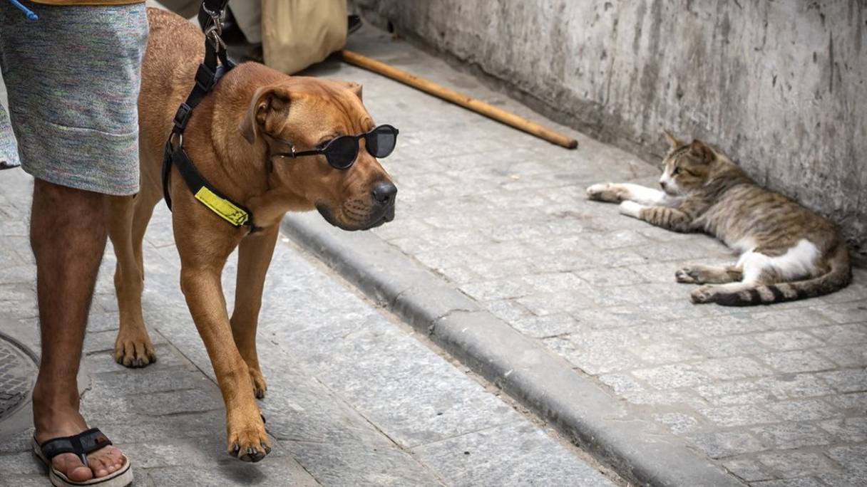 Au Maroc, même les animaux de compagnie se sont mis en mode détente après la levée du confinement, ici dans une rue de Rabat.
