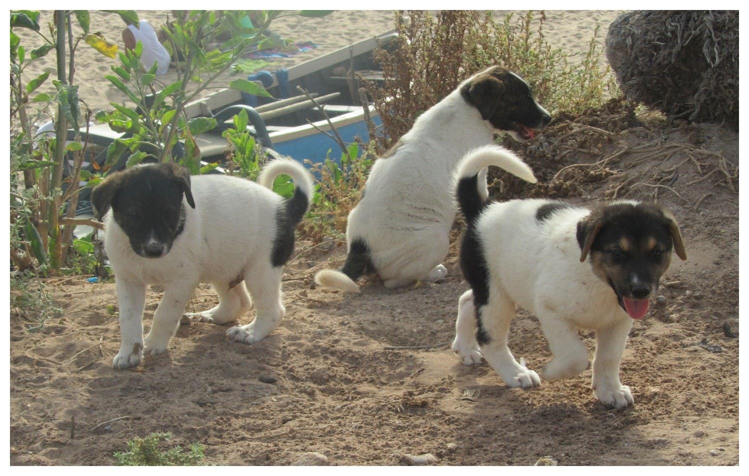 Taounate: la Gendarmerie auditionne une femme qui aurait allaité des chiots  | le360.ma