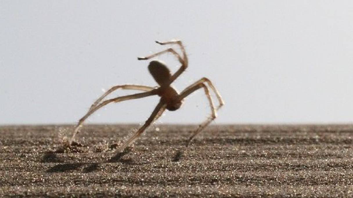 L'araignée Cebrennus Rechenbergi a été découverte dans le Sahara marocain en 2009.
