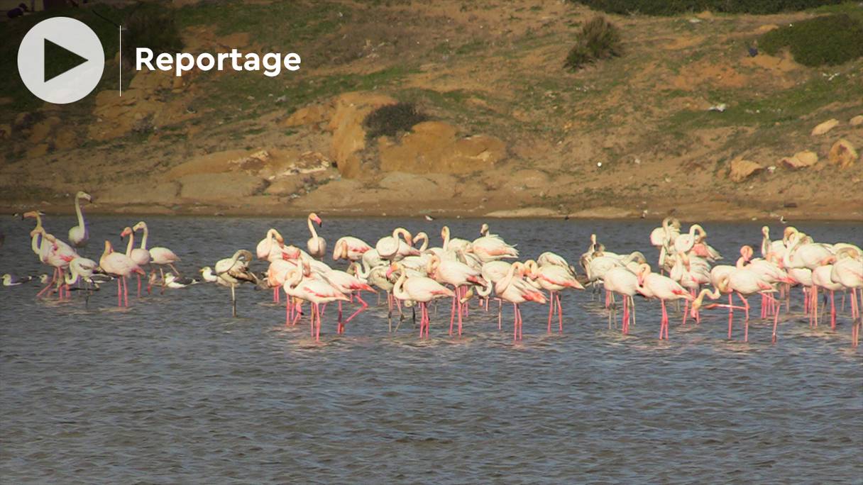 Depuis quelques années, les flamants roses ont commencé à déserter ce lac naturel de Tanger à cause d’une série de nuisances.
