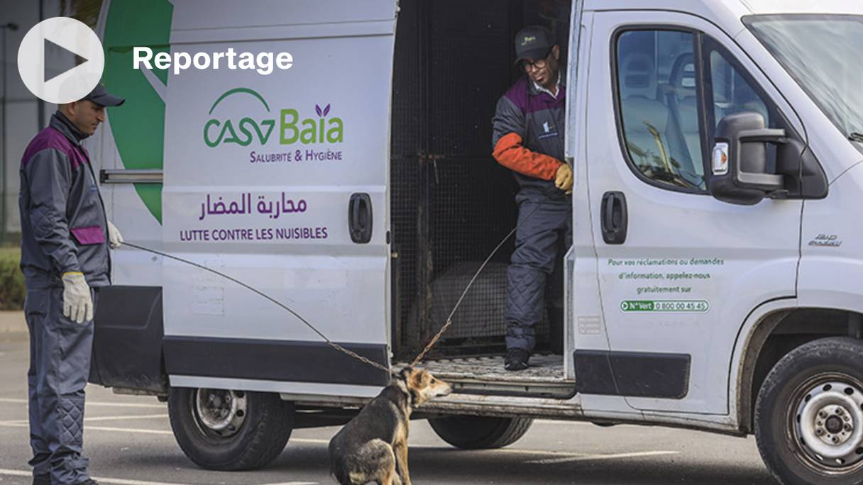Depuis sa création en 2019, la SDL Casa Baia a procédé au ramassage de 42.396 chiens errants.
