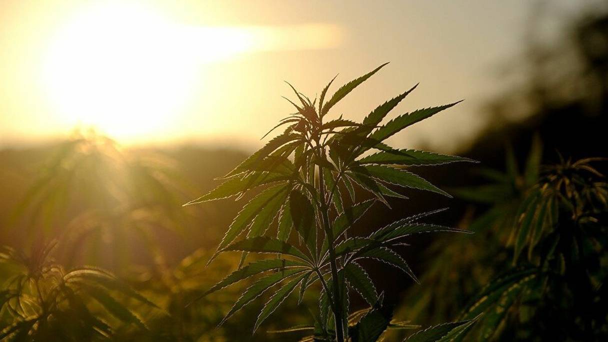 Un champ de culture du cannabis.
