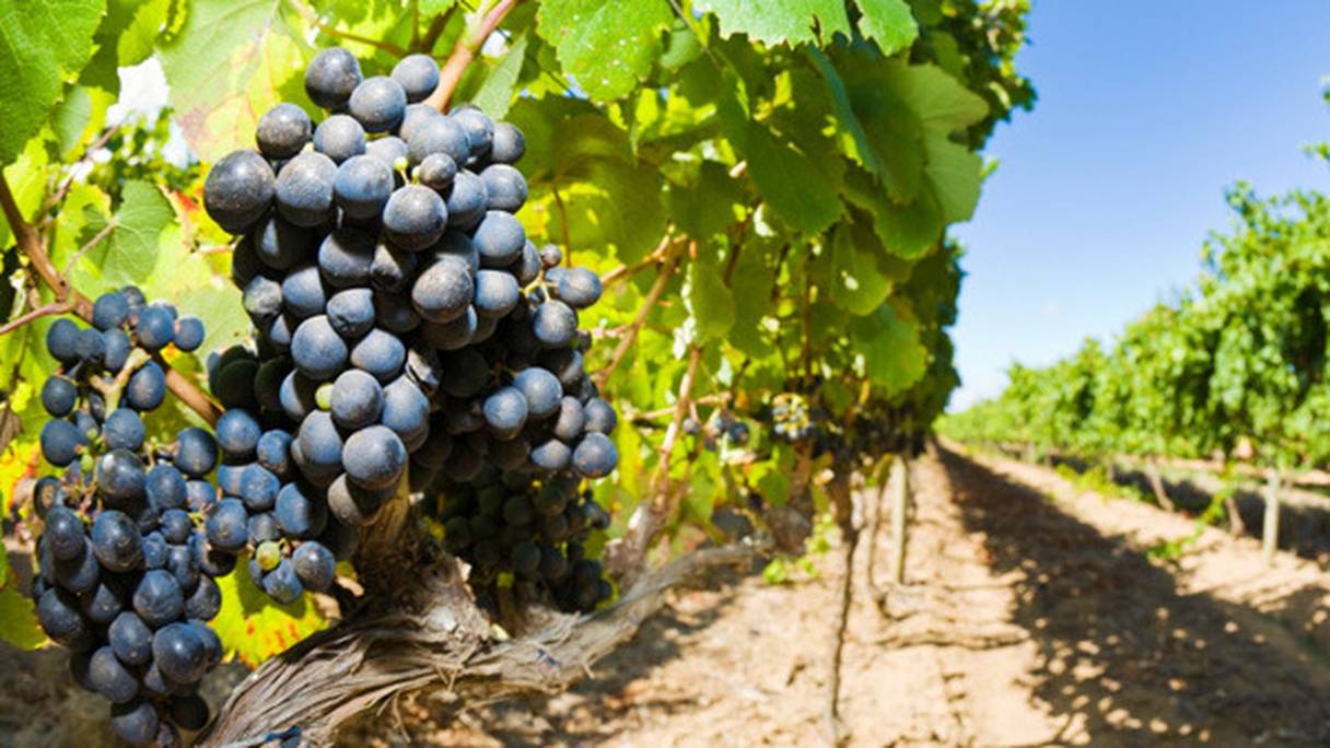 La viticulture au Maroc occupe une superficie de 49.000 hectares.
