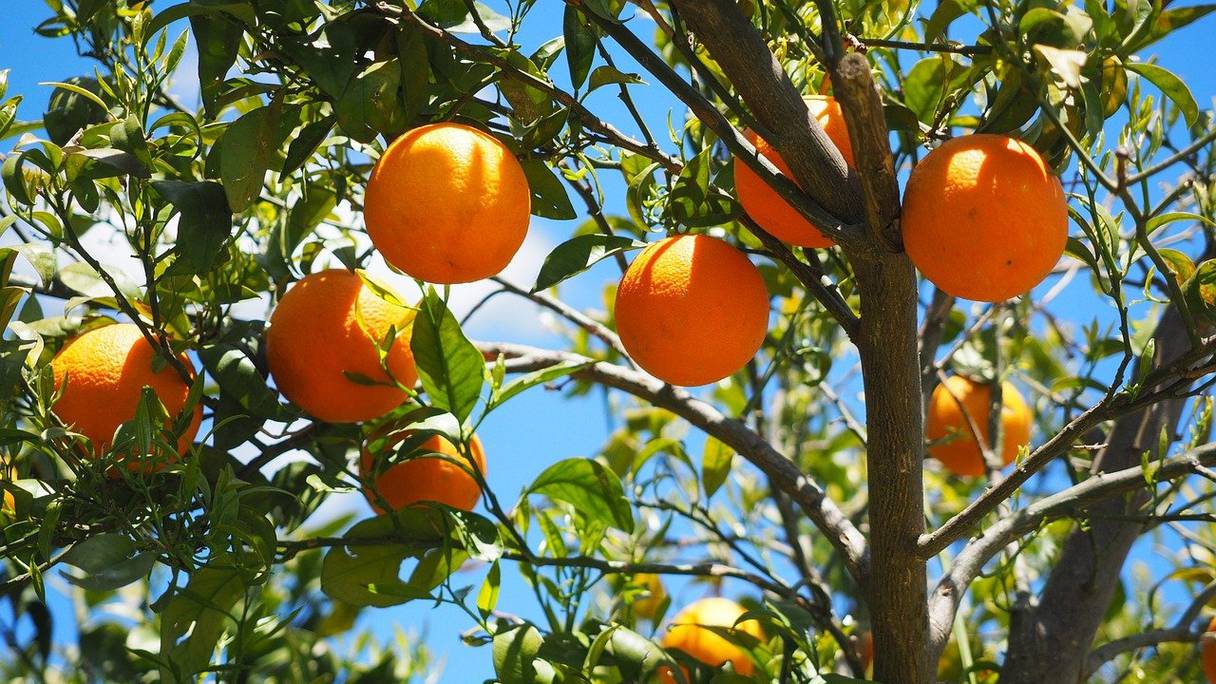 Culture d'une variété d'oranges dans un verger. 

