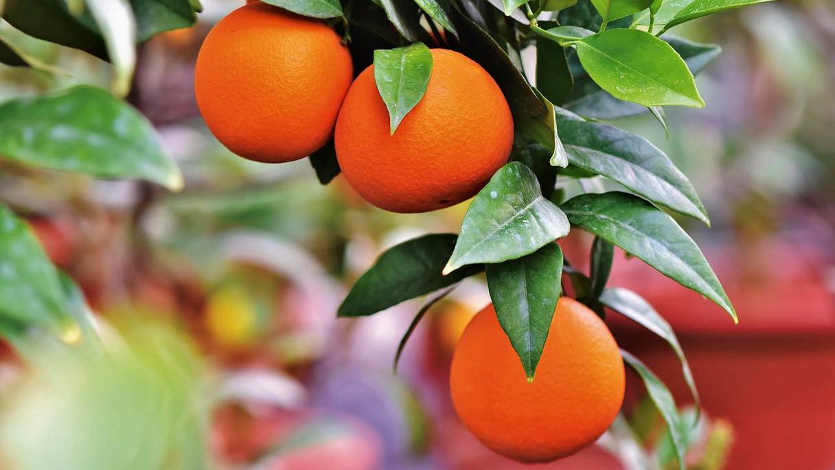 Le secteur des exportations d’agrumes a enregistré de bonnes performances durant la campagne 2021-2022. Concernant les oranges, leurs exportations ont enregistré une croissance de 42% par rapport à la campagne précédente.
