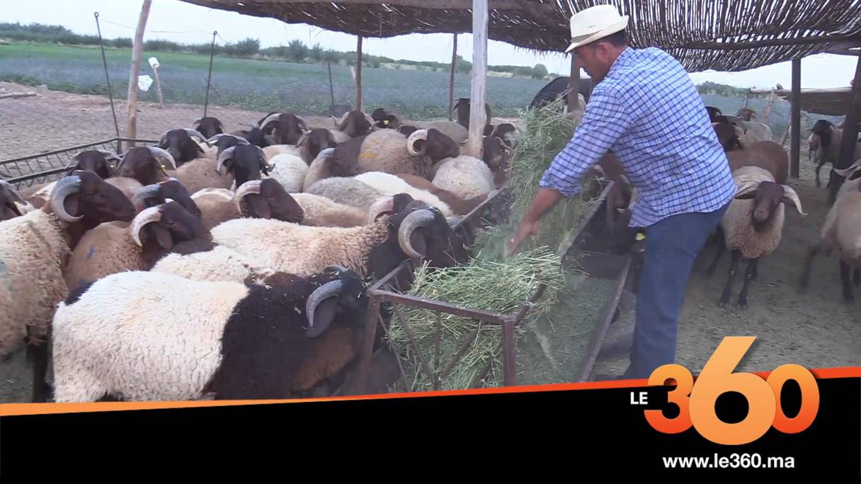 Eleveur de moutons Beni Guil dans l'Oriental.
