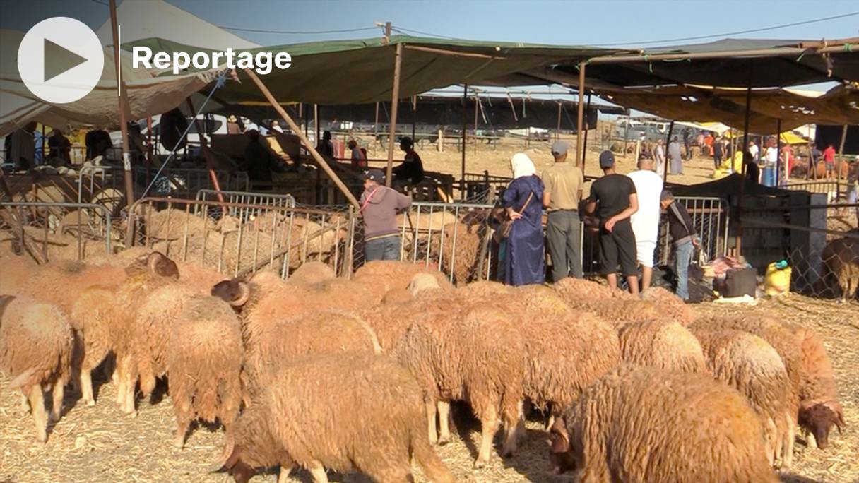 A la veille de l'Aïd al-Adha 1443, sur ce marché de bétail de Tanger, le prix des ovins et caprins est en hausse, le sardi atteignant 9.000 dirhams.
