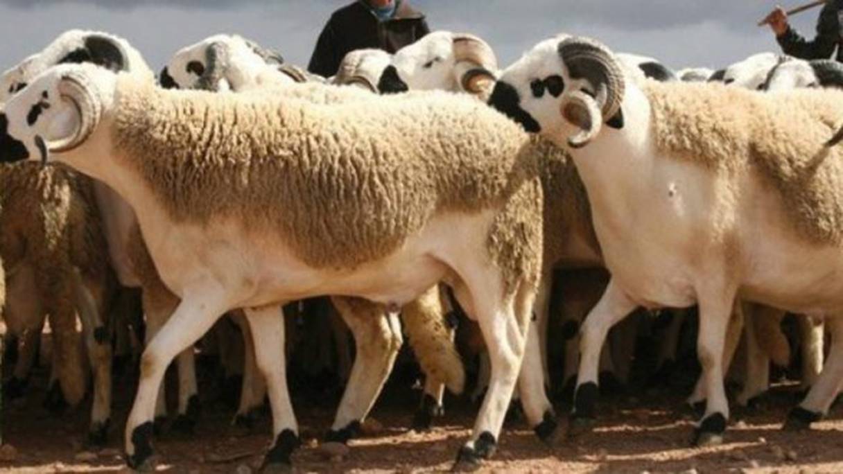 Quelque 5.000 têtes de bétail sont acheminées chaque année du Maroc vers Sebta, à l'occasion de la fête du sacrifice.
