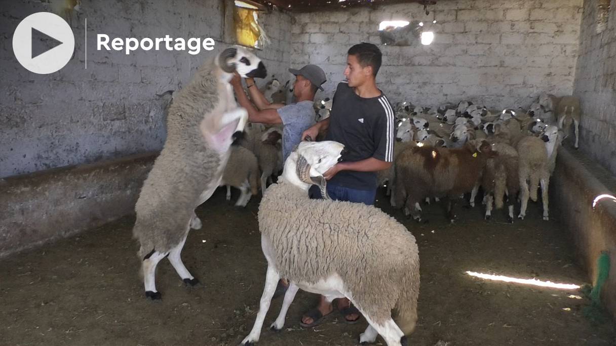 Des moutons de la race Sardi, dans un élevage près de Casablanca, à la veille de l'Aïd Al-Adha 1443.
