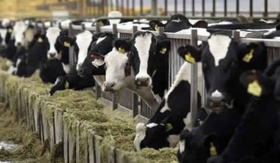Importations de viandes bovines: nouvelles mesures de soutien du gouvernement