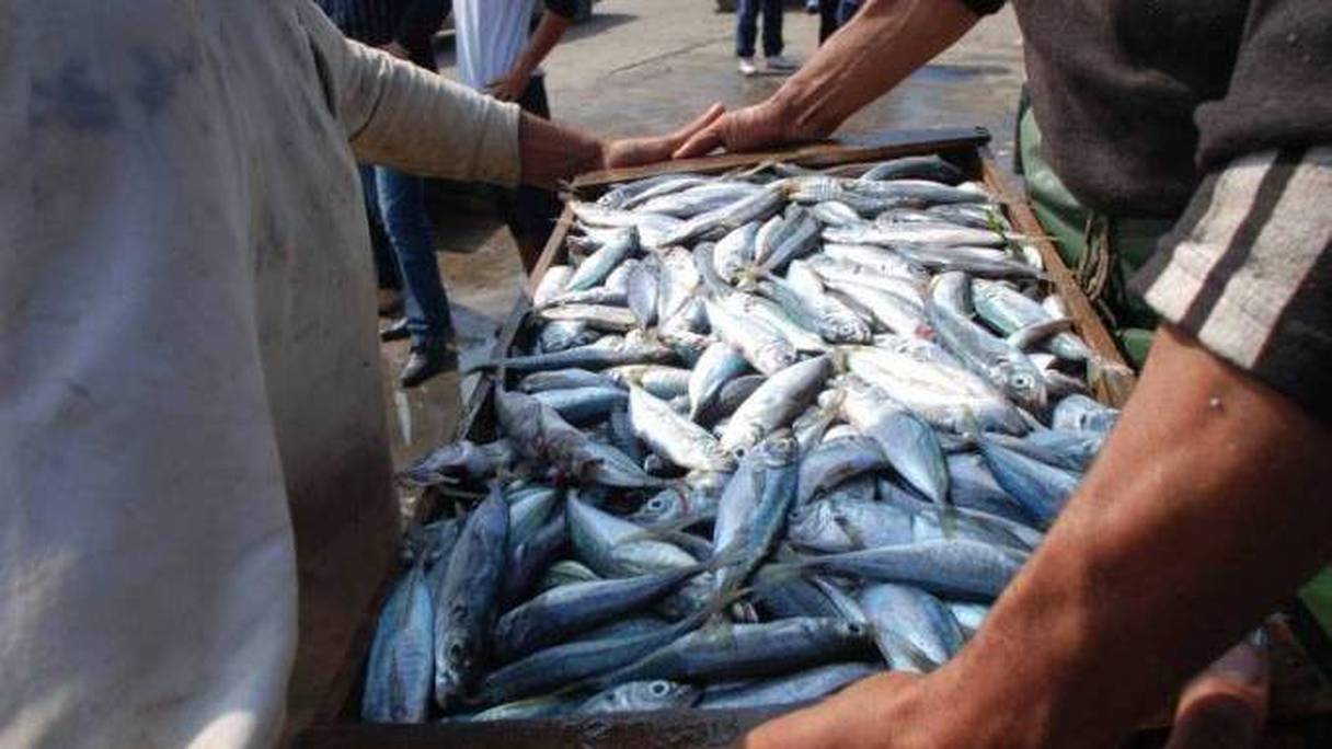 Le prix du caisson de sardines atteint plusieurs dizaines de milliers de dinars.
