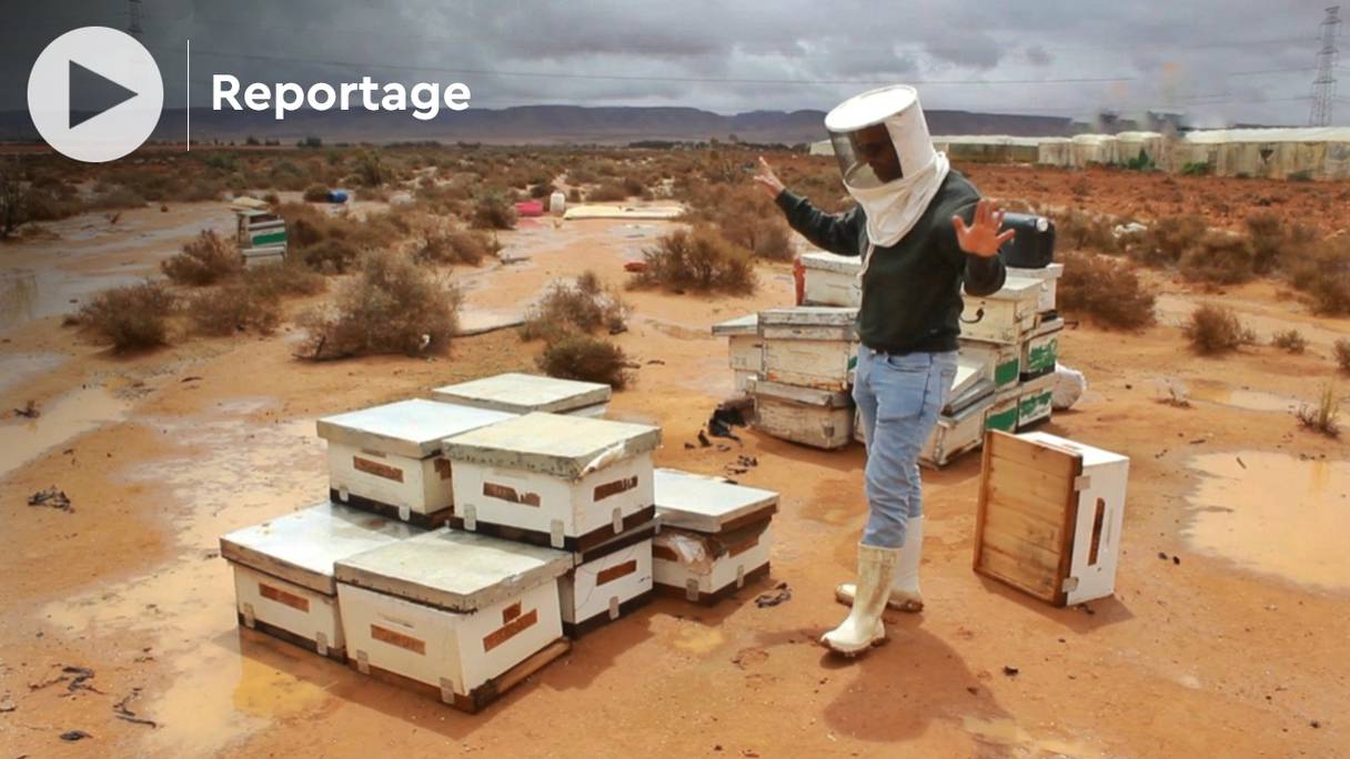 Dans la province d'Assa-Zag, la disparition des colonies d’abeilles a causé une perte sans précédent, et compromet la récolte de miel de cette année, et même de l’année prochaine.
