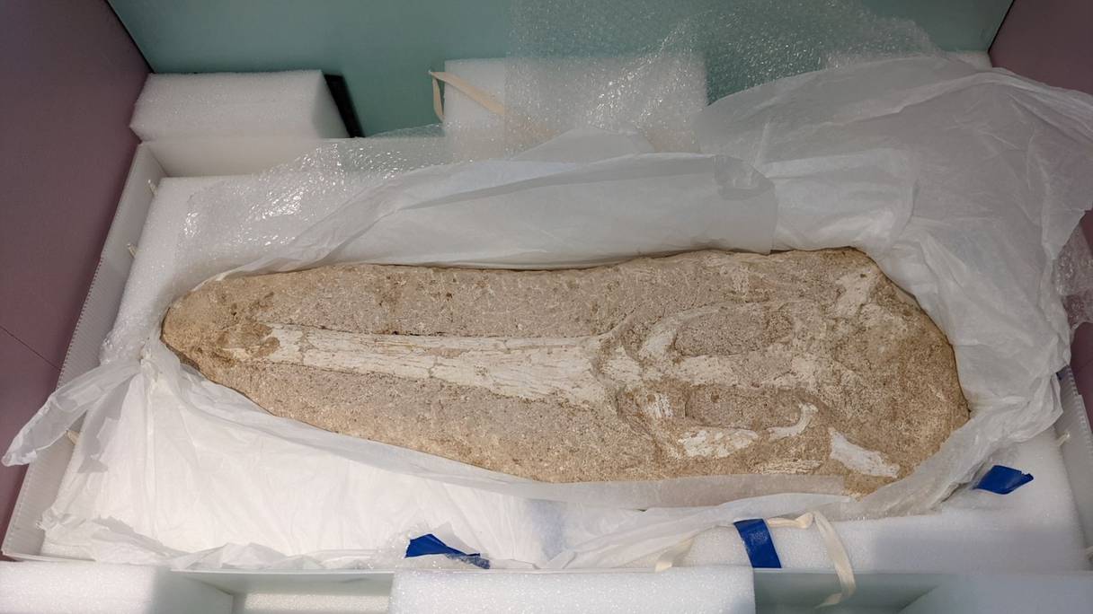 Le fossile de crâne de crocodile marocain découvert en 2014 dans une ferme de l'Indiana par l'unité spécialisée dans le patrimoine culturel relevant du FBI. 
