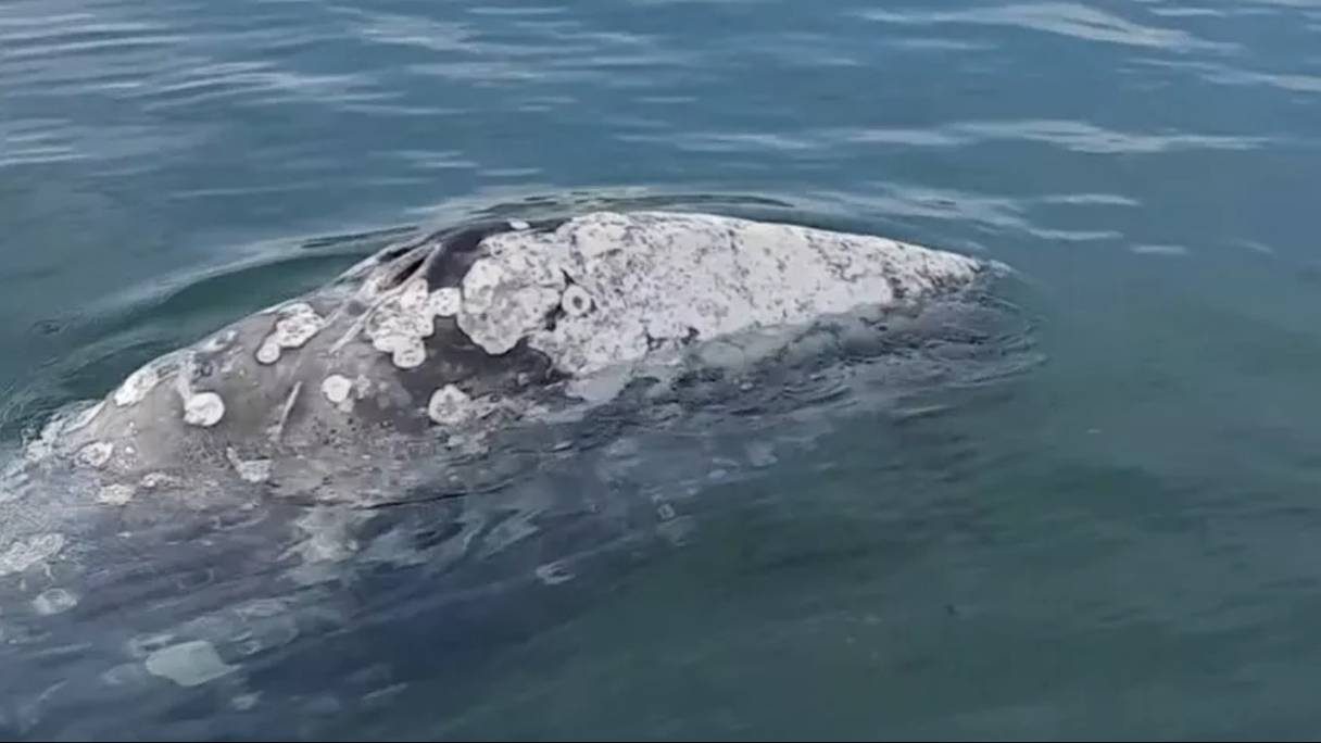 Le baleineau a été vu à plusieurs reprises au large des côtes françaises, en mer Méditerranée. Ici, non loin de Borme-les-Mimosas. 

