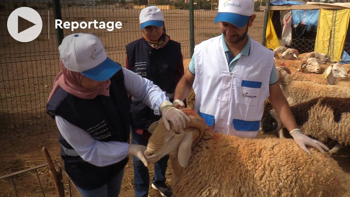 Opération de contrôle sanitaire d'un mouton, menée par un vétérinaire des services de l'ONSSA, à Oujda, à la veille de Aïd Al-Adha 1443. 
