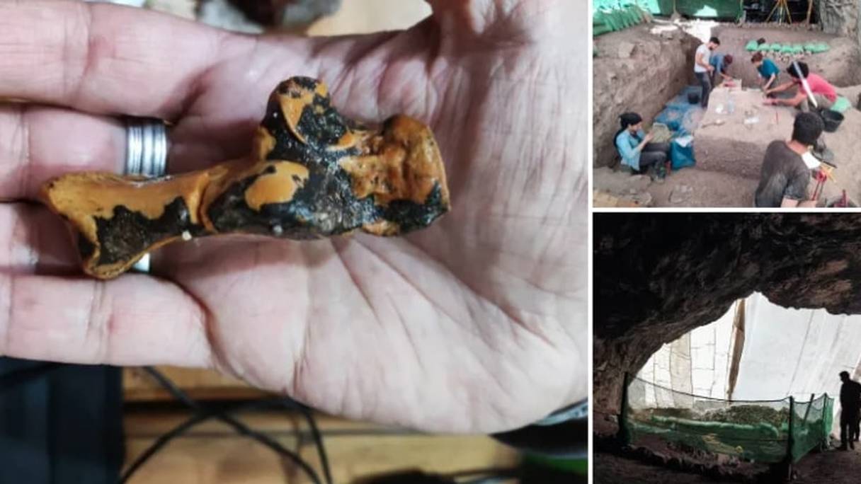 Des fouilles dans la grotte de Bizmoune, près d'Essaouira, a permis à paléontologues de découvrir les restes fossiles d'un Lion de l'Atlas, datant de 110.000 ans.
